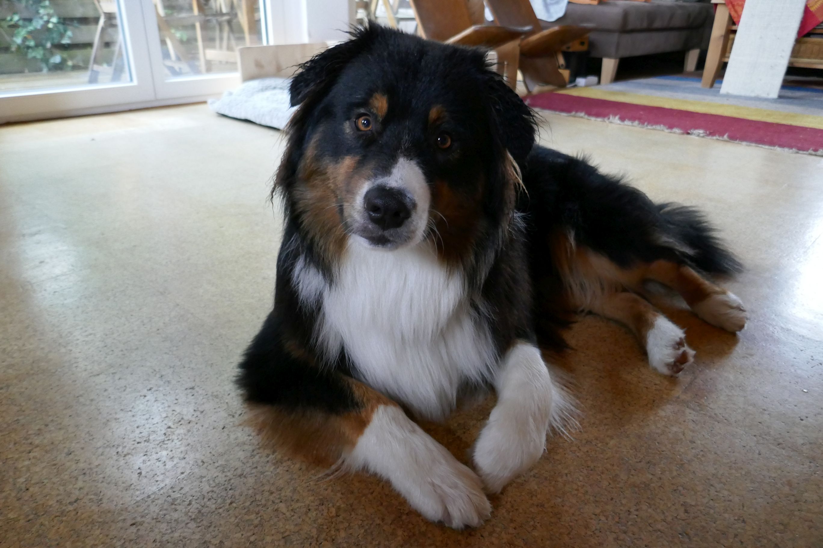 Sam - Australian Shepherd